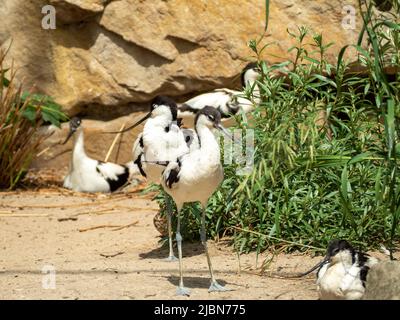 Avocetto di Sandpiper Bird con un becco curvo lungo e sottile. Uccello sulla riva vicino all'acqua. Foto Stock