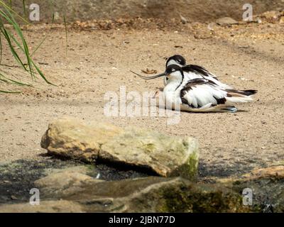 Avocetto di Sandpiper Bird con un becco curvo lungo e sottile. Uccello sulla riva vicino all'acqua. Foto Stock