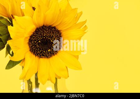 Bouquet di girasoli gialli in un primo piano in vaso di vetro Foto Stock