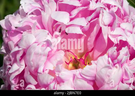 Bellissimo fiore di peonia rosa chiaro, Paeonia lactiflora, ornamentale, Petals Peony "Lady Anna" Foto Stock