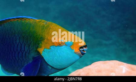 Foto subacquea del parrotfish della regina blu che nuota fra la barriera corallina Foto Stock