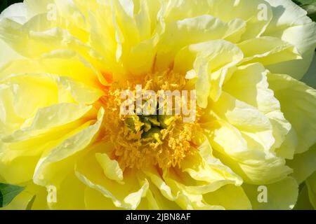 Itoh Peony Intersezionale Paeonia Bartzella Close Up Centro Fiore Peonia Bartzella giallo ornamentale attraente fioritura bella Itoh Paeonia Itoh Foto Stock