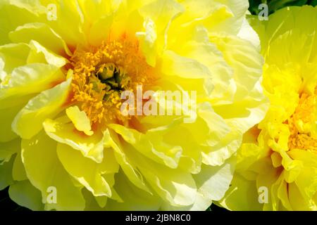 Intersezionale Itoh Peonia fiori gialli Paeonia 'Bartzella' Peonie fiori Foto Stock