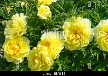 Peony Bartzella, Itoh, Peony, intersezionale, Paeonia, Giallo, Peonie, in giardino Foto Stock