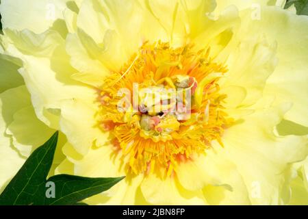 Itoh Peony 'Garden Treasure' primo piano del centro di un fiore, intersezionale, Paeonia, Peonie Foto Stock