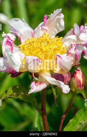 Ritratto di un fiore singolo bianco su stelo Peony 'Twitterpated', Paeonia lactiflora peonia erbacea Foto Stock