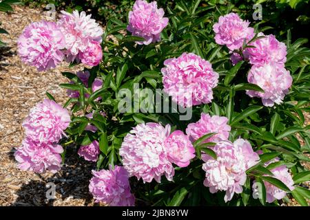 Fragranti fiori rosa che fioriscono nel Giardino Paeonia lattiflora 'Monsieur Jules Elie' Peonia, grappolo peonie, belle fiori rosa Peonie giardino coltivazione Foto Stock