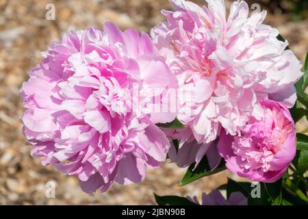 Rosa, Peonia lactiflora "Monsieur Jules Elie" Peonia, bella, Peonie Fiori Peonia rosa chiaro Foto Stock