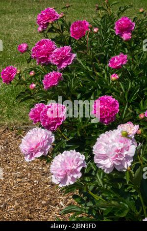 Paeonia lactiflora 'Auguste Dessert' e Peony 'Reine Hortense'in Giardino Rosa fiori viola Foto Stock