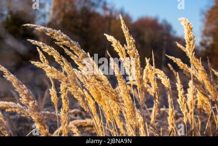 Paesaggio autunnale. Spikelets di erba dorata asciutta alta sono coperti di gelo in una giornata di sole. Calma Foto Stock