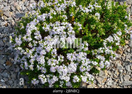 Hebe, Hebe vernicosa 'laccato Koromiko', nana, arbusto, fioritura, pianta, Fiori Foto Stock