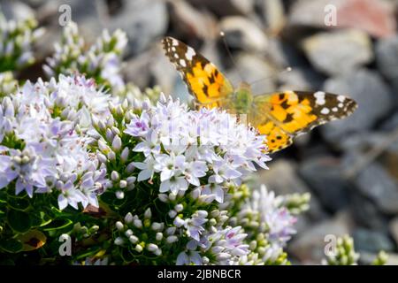 Butterfly on Hebe, Hebe vernicosa 'laccato Koromiko', nana, arbusto, fioritura, pianta, Fiori Foto Stock