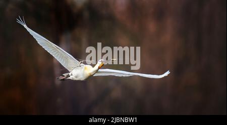 La spatola Eurasiana Platalea leucorodia terre porta ramoscelli quando si costruisce un nido, la migliore foto. Foto Stock