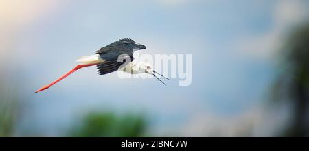 Ritratto di Black-winged Slilt vola sopra la superficie e cerca il cibo, il miglior pohto. Foto Stock