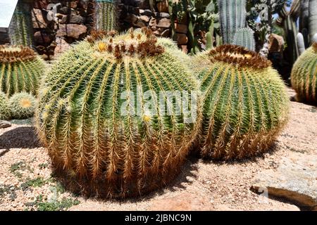 Echinocactus Grusonii Care, Cactaceae Foto Stock