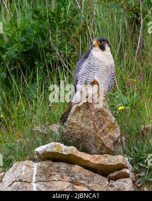 Peregrine Falcon in una cava nel Cotswold Hills Gloucestershire Regno Unito Foto Stock