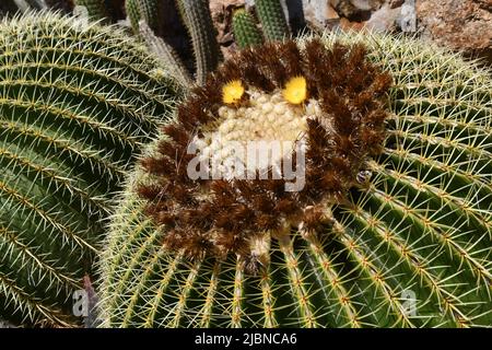 Echinocactus Grusonii cura in fiore, Cactaceae. botte d'oro cactus Foto Stock