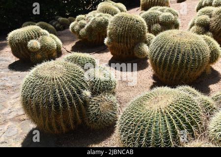 Echinocactus Grusonii Care, Cactaceae Foto Stock