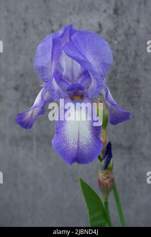 Fiore di iride viola crescente su sfondo grigio alla luce della sera Foto Stock