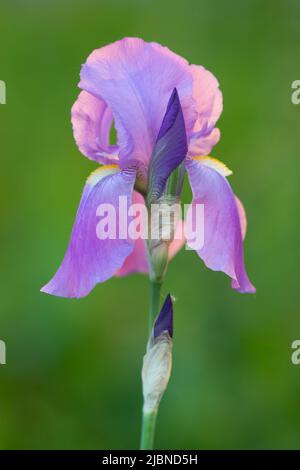 Fiore di iride viola crescente su sfondo verde alla luce della sera Foto Stock