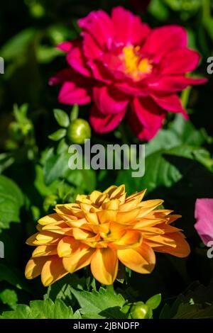 Un paio di fiori in fiore da un paio di piante in vaso in vendita in un mercato locale a Marbella Foto Stock