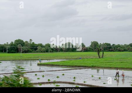 Coltivatori che lavorano su un campo di risaie in India. Concetto - Agricoltura. Foto Stock