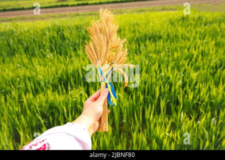 Defocus femmina mano che tiene bouquet di pikelets dorati maturi di grano legato su prato natura sfondo. Esportazione, commercio. Indipendenza. Agricoltura Ukrai Foto Stock