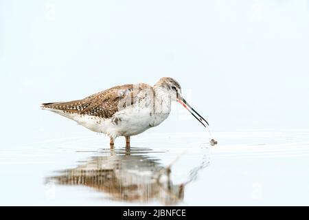 Stinco rosso macchiato, Tringa eritrypus, alimentazione adulta in piedi in acque poco profonde, delta del Danubio, Romania. Foto Stock