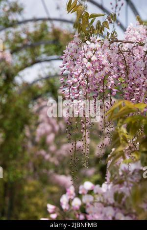 La passeggiata Trellis con diverse varietà di glicine in crescita, presso i giardini storici sulla tenuta Trentham, Stoke-on-Trent, Staffordshire Regno Unito. Foto Stock