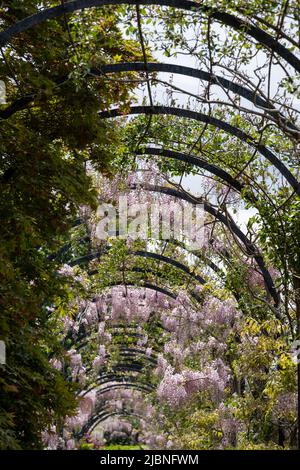 La passeggiata Trellis con diverse varietà di glicine in crescita, presso i giardini storici sulla tenuta Trentham, Stoke-on-Trent, Staffordshire Regno Unito. Foto Stock