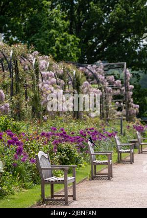La passeggiata Trellis con diverse varietà di glicine in crescita, presso i giardini storici sulla tenuta Trentham, Stoke-on-Trent, Staffordshire Regno Unito. Foto Stock