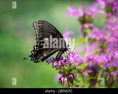 Farfalla di coda di rondine della Tigre orientale, femmina nera, (Papilio glaucus) che si nutrono di fiori viola di balsamo in giardino. Foto Stock