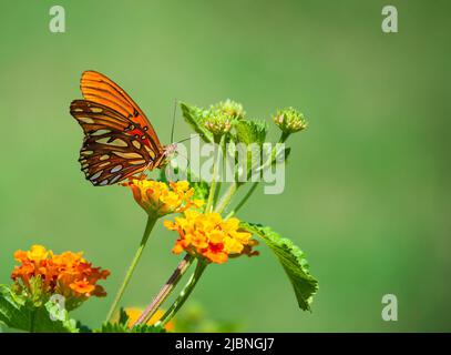 Farfalla del Golfo Fritillario (Agraulis vanillae) che si nutrono di fiori di lantana in estate in Texas. Sfondo verde naturale con spazio di copia. Foto Stock