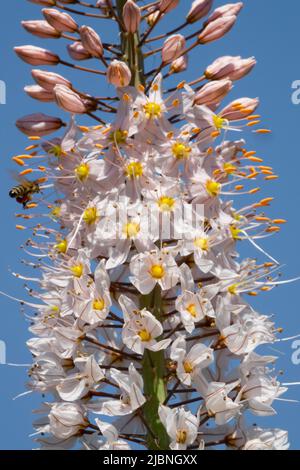 Primo piano, Desert Candle, Flower, Foxtail Lily, Blossoms, Eremurus robustezza, fiori, bello, fioritura Foto Stock