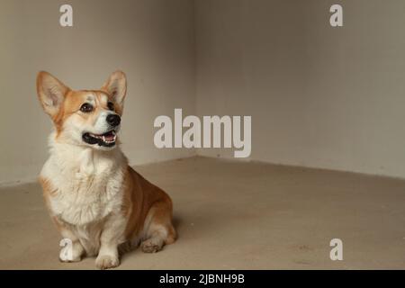 Corgi carino seduto in un appartamento vuoto non riparato. Foto Stock