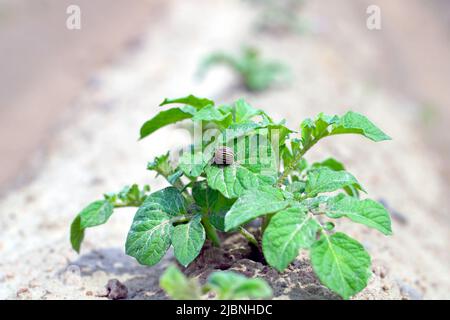 Il coleottero della patata del Colorado (Leptinotarsa decemlineata) mangia le foglie di patata, primo piano. Foto Stock