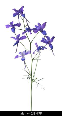 Fiore di gelsomino, isolato su sfondo bianco. Fiori bianchi di gelsomino terry Foto Stock