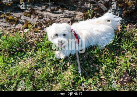 Un giovane cane maltese di 4 mesi che corre su un campo Foto Stock