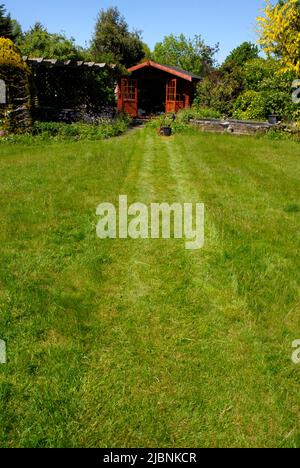 Prima falciatura di erba lunga nel giardino suburbano domestico dopo il tempo bagnato prolungato Foto Stock