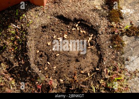 Ant nest discovered after moving plant pot Foto Stock
