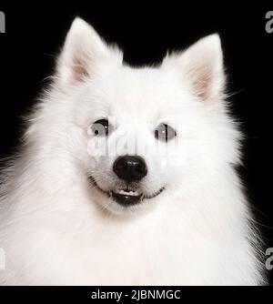 Cane giapponese Spitz bianco su sfondo nero Foto Stock