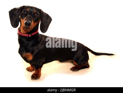 Cane della salsiccia di Dachshund isolato su uno sfondo bianco Foto Stock