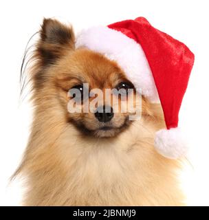 Cane Pomerainan che indossa un cappello di natale di santas isolato su bianco Foto Stock