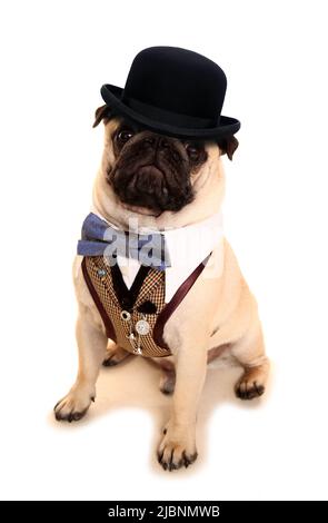 Pug dog in costume elegante Foto Stock