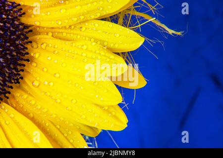 Petali giallo girasole macro primo piano su sfondo blu. Concetto per l'estate, fiori, olio di girasole, forniture globali, catena di approvvigionamento e cibo Ucraina Foto Stock