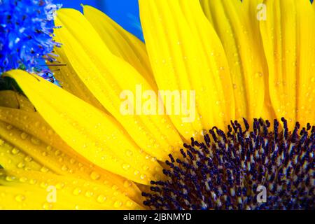 Petali giallo girasole macro primo piano su sfondo blu. Concetto per l'estate, fiori, olio di girasole, forniture globali, catena di approvvigionamento e cibo Ucraina Foto Stock