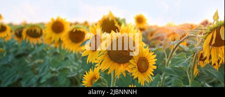 Splendido campo di girasole sul giorno di estate Foto Stock