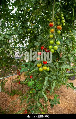 Rametto appeso al pomodoro rosso-verde ciliegia. Concetto di coltivazione agricola. Foto Stock