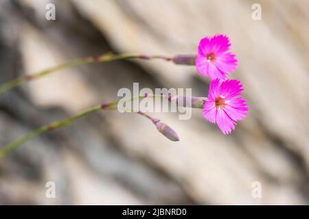 Dianthus sylvestris, il legno rosa, è una specie di Dianthus trovato in Europa, in particolare nelle Alpi. Foto Stock