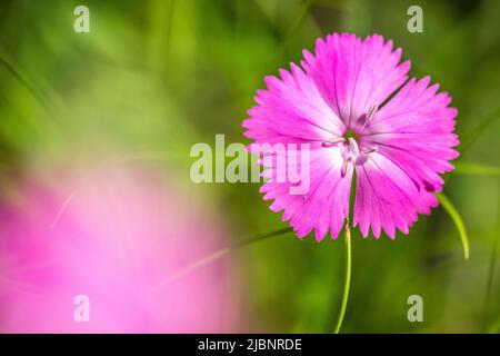 Dianthus sylvestris, il legno rosa, è una specie di Dianthus trovato in Europa, in particolare nelle Alpi. Foto Stock